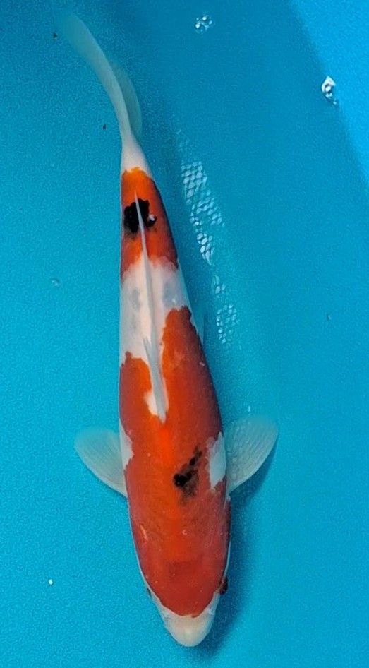 Kohaku